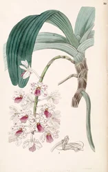 Rhynchostylis gigantea subsp. violacea